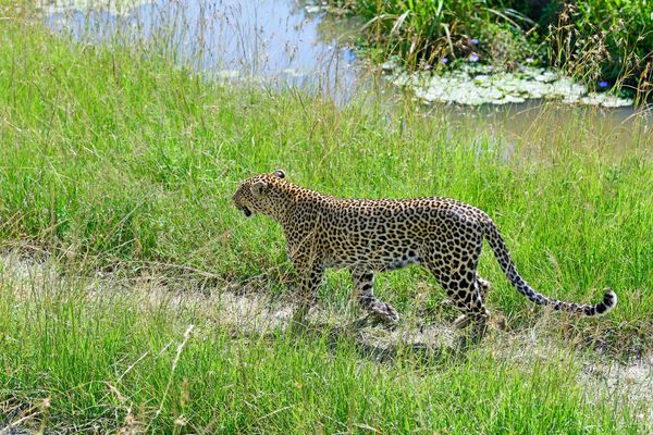 Lions and leopards on spa day