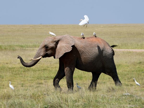 Elephants of Amboseli