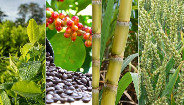 Cocaine, caffeine, and carbs