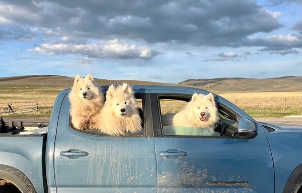 Lost dogs, found dogs