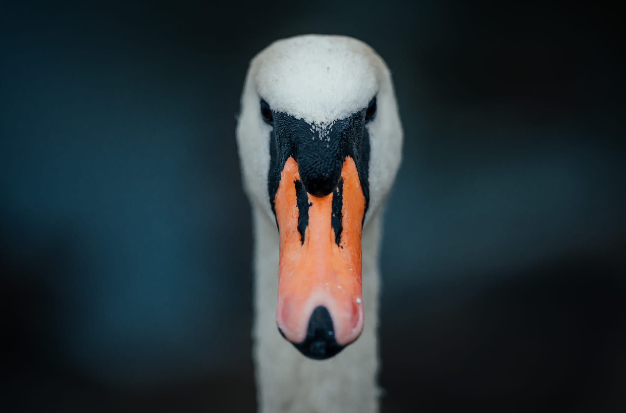 The + Friday + Five | Randomocities V