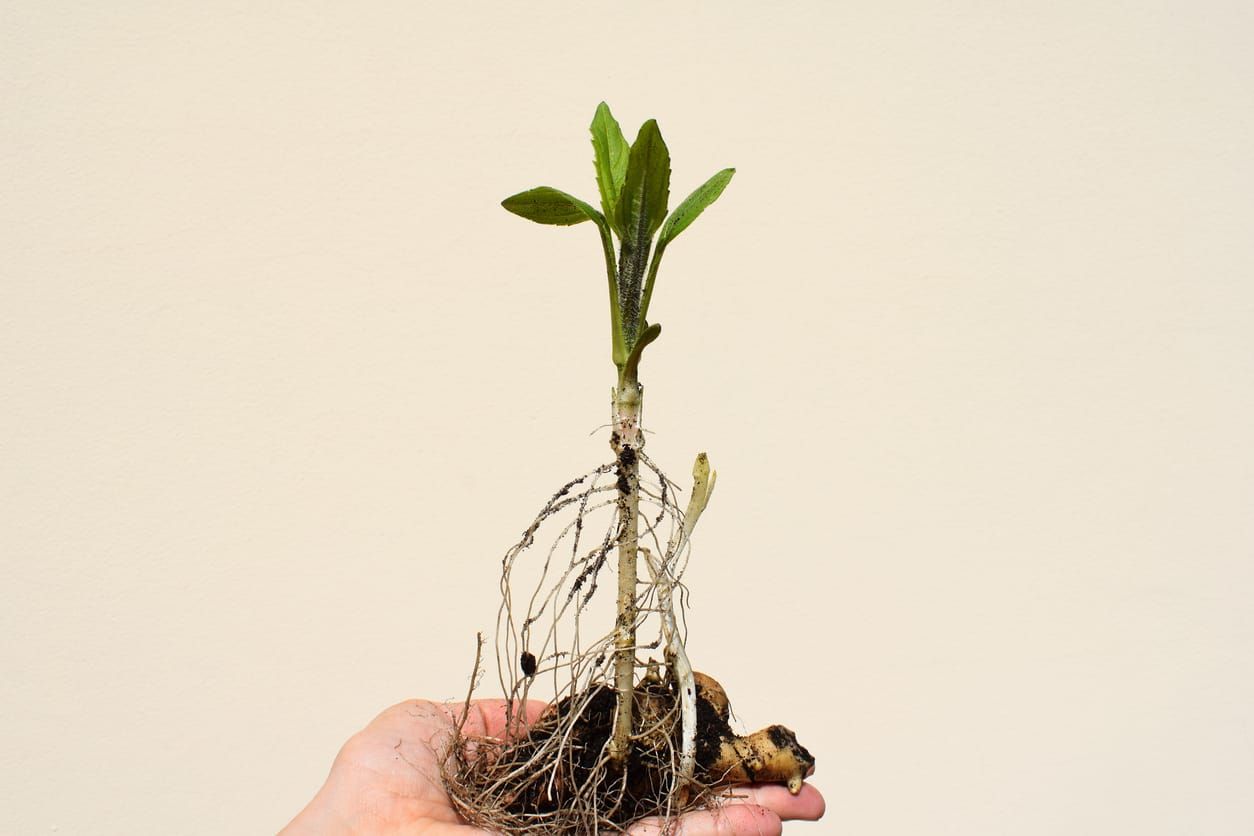 An Invitation to "How to Grow a Church"