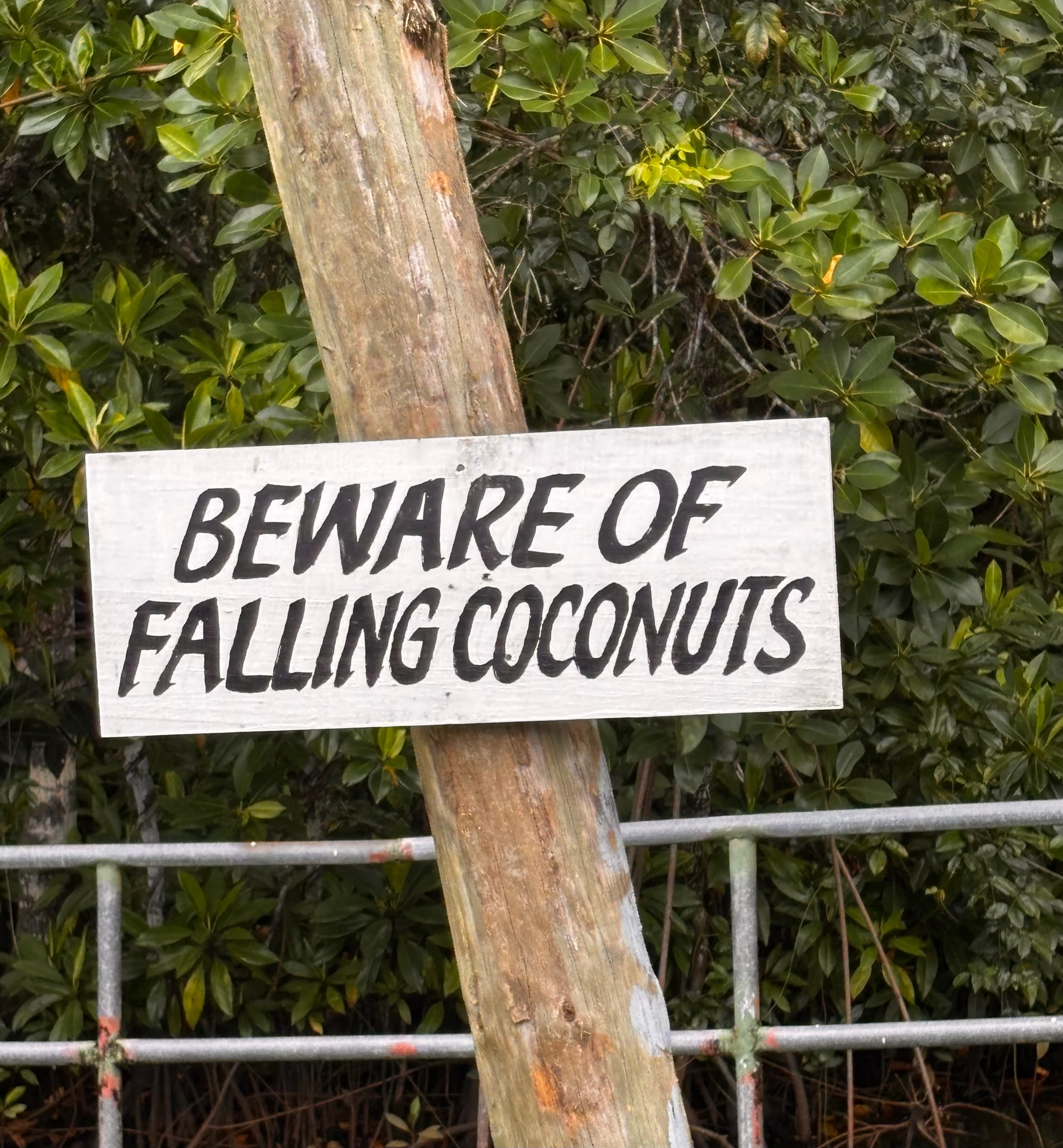 Beware of Falling Coconuts