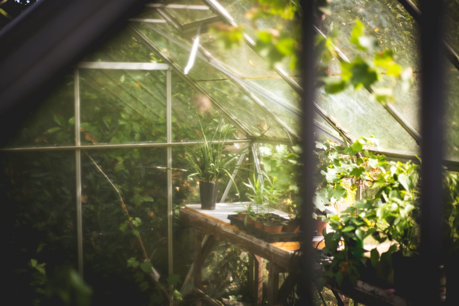 A greenhouse full of plants