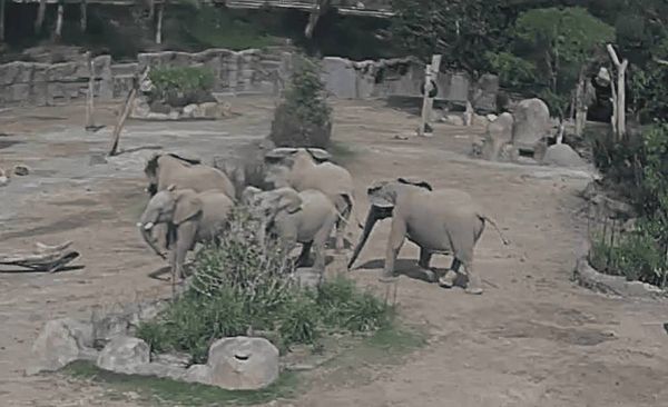 Lessons we can learn from the San Diego Zoo elephants