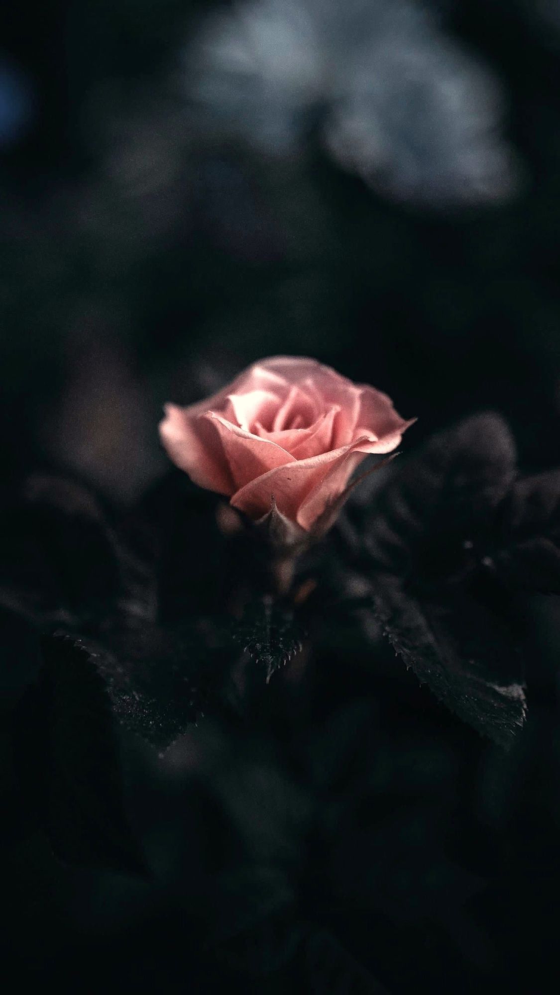 Persephone and Polarity