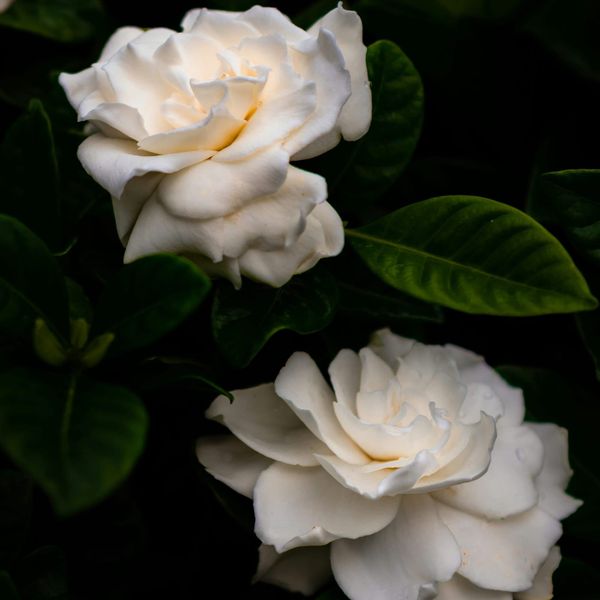 In dreams: Orca in the bathtub