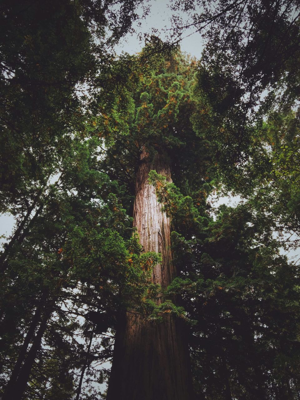 In The Forest