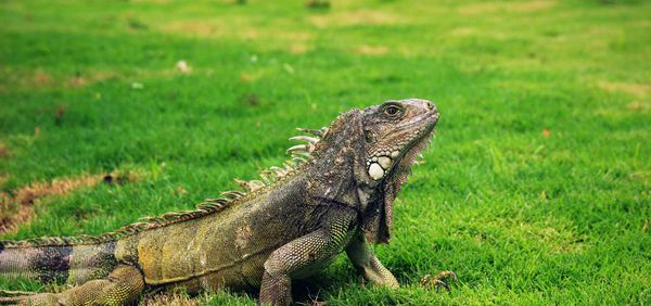 Guayaquil - Heat and Humidity