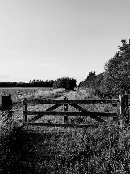 FIELD