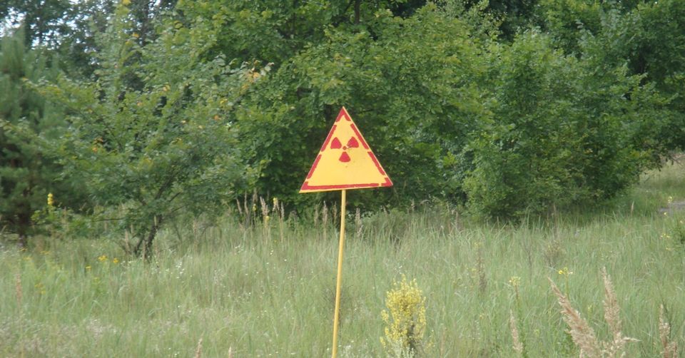 Years after the Chernobyl disaster, mammals are returning in large numbers.