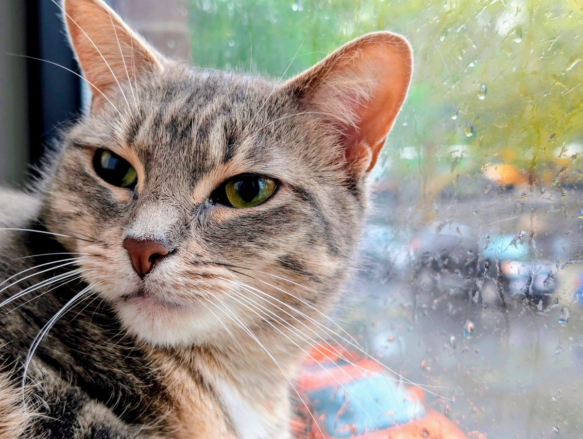 A closeup of gray tabby housecat. She has pink and white coloring, and she sits in front of a window streaked with rain. The window looks out onto a city st