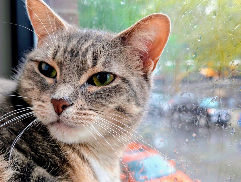 A closeup of gray tabby housecat. She has pink and white coloring, and she sits in front of a window streaked with rain. The window looks out onto a city st