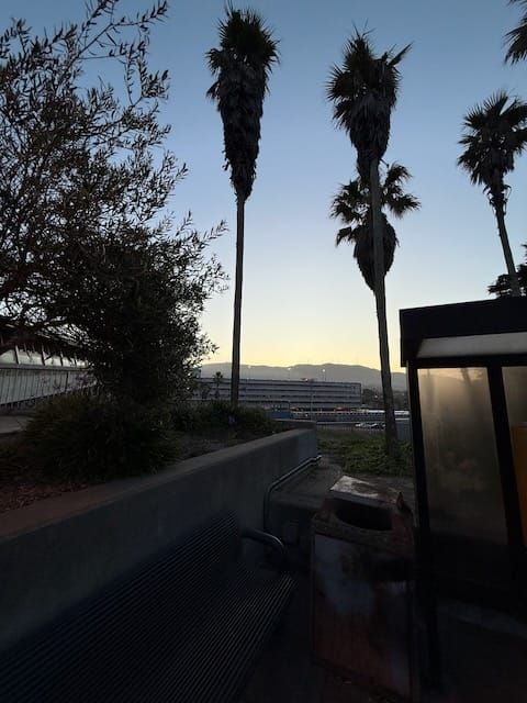 Sunrise at Colma BART park and ride. Palms tall against a morning sky, with a dirty and banged-up public trash can and shelter in the foreground