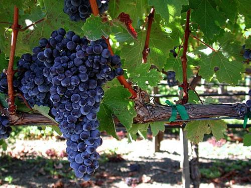 Wine industry optimistic despite grape shortage
