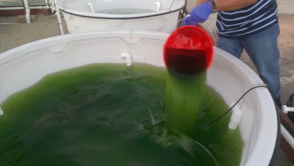 Algae_Mini_Pond Biofuel