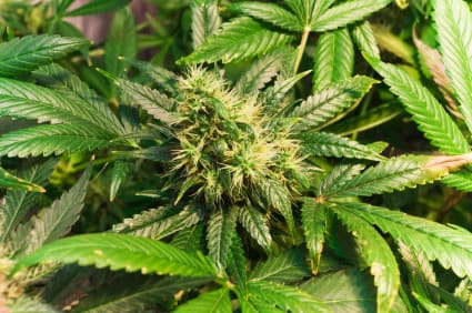 Prop 19 debate goes international