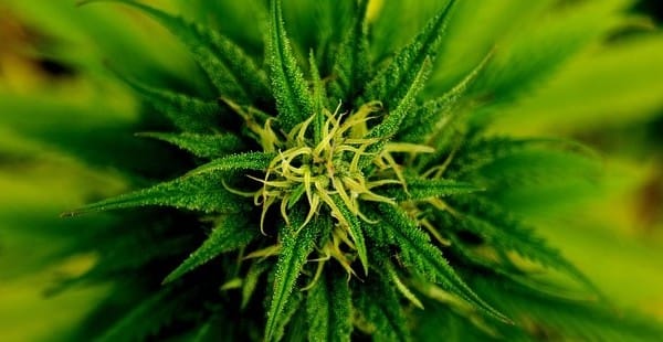 Marijuana regulations