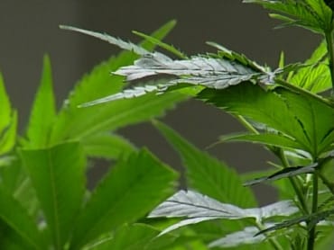 Schwarzenegger may have just weakened support for Prop 19