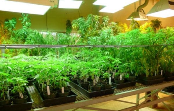 medical marijuna medical marijuana