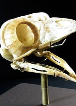 skull2