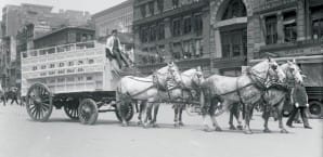 Horses