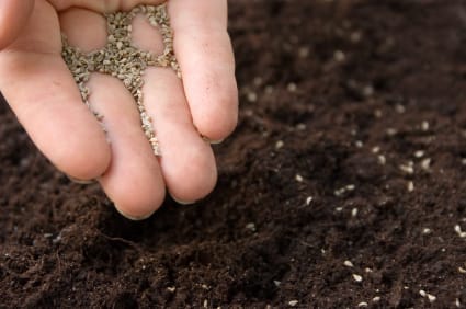 Demand for organic seeds is on the rise