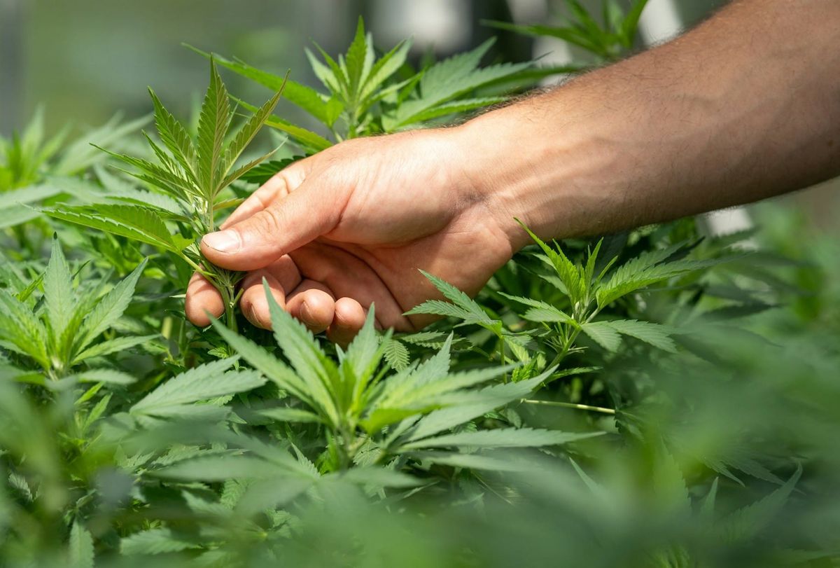 Cannabis Rescheduling Remains Paused Despite Trump Support