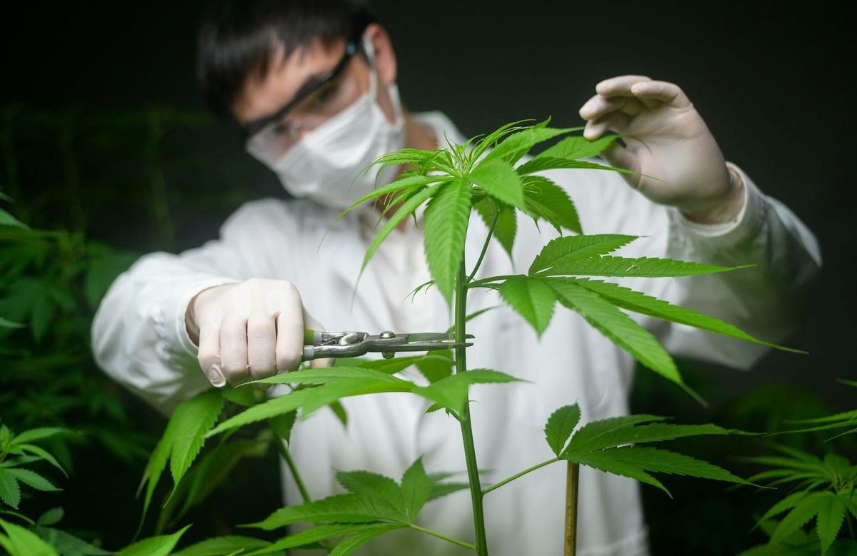 The Great Hemp Hoax: White Paper Reveals How Synthetic Cannabis Masquerades as Legal Hemp