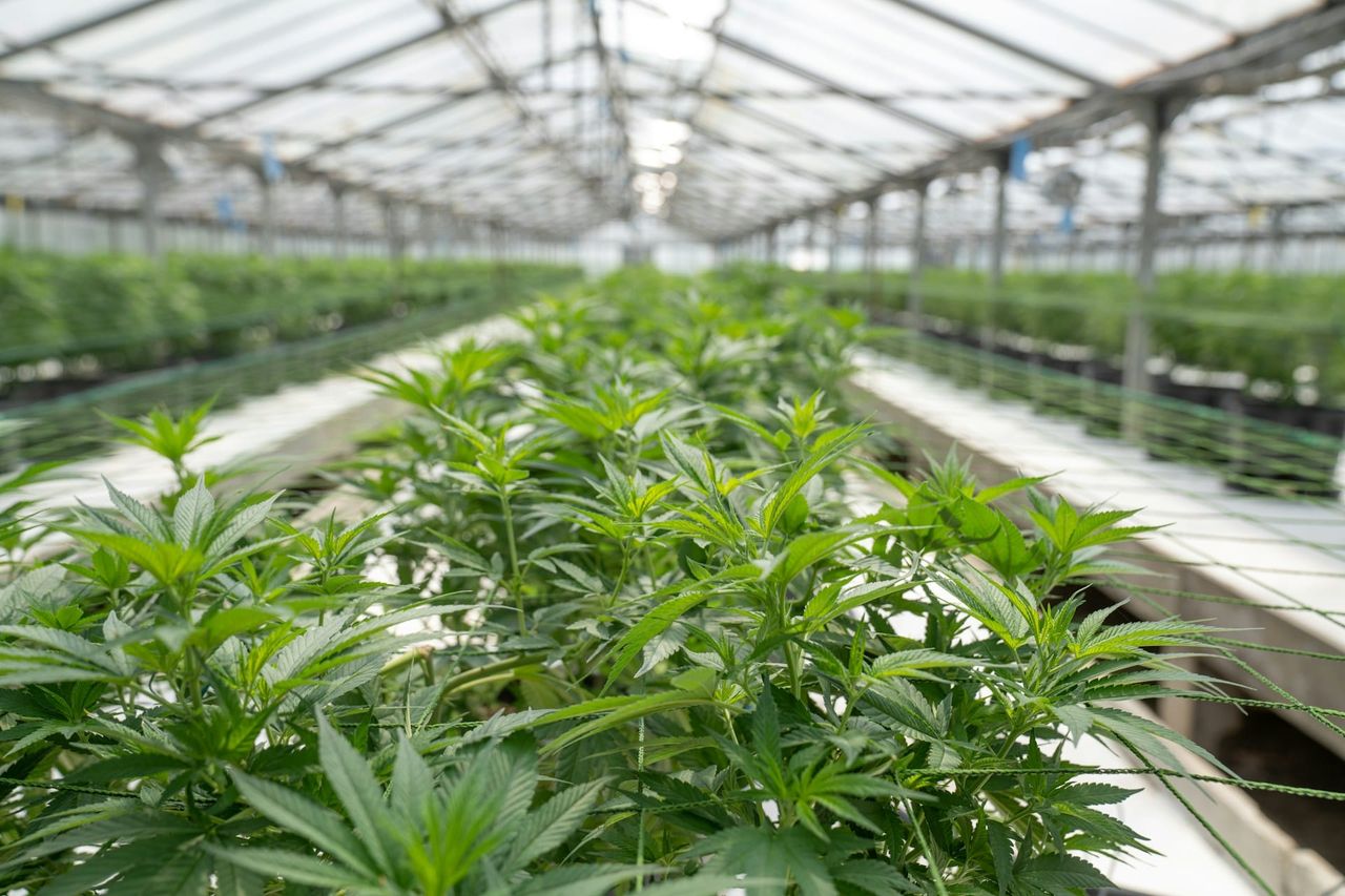 Schedule 1 v. Schedule 3 : Does Trump Know Why the Illicit Market Doesn’t Want Cannabis Legalization?