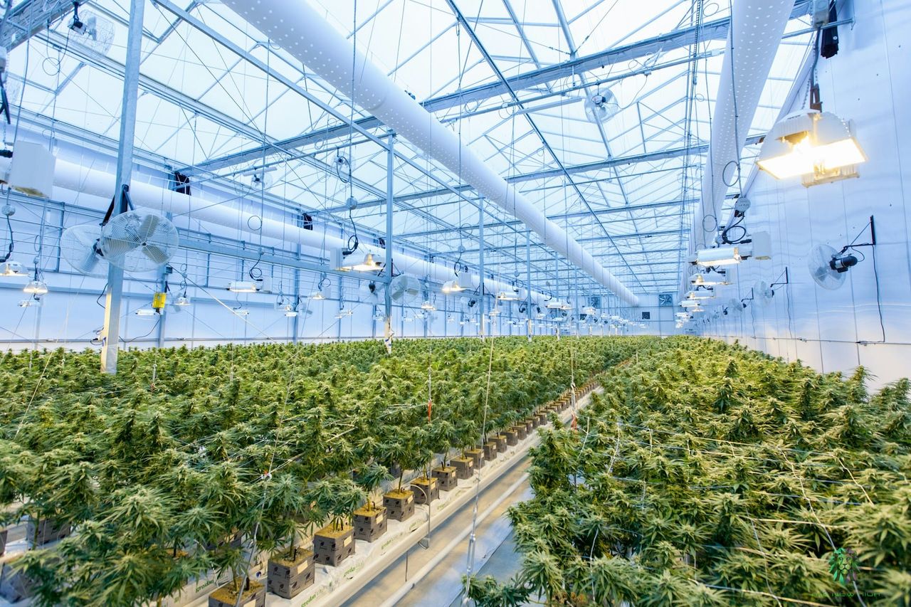 Trump Could Reschedule Cannabis Tomorrow — Here’s What That Would Change Overnight