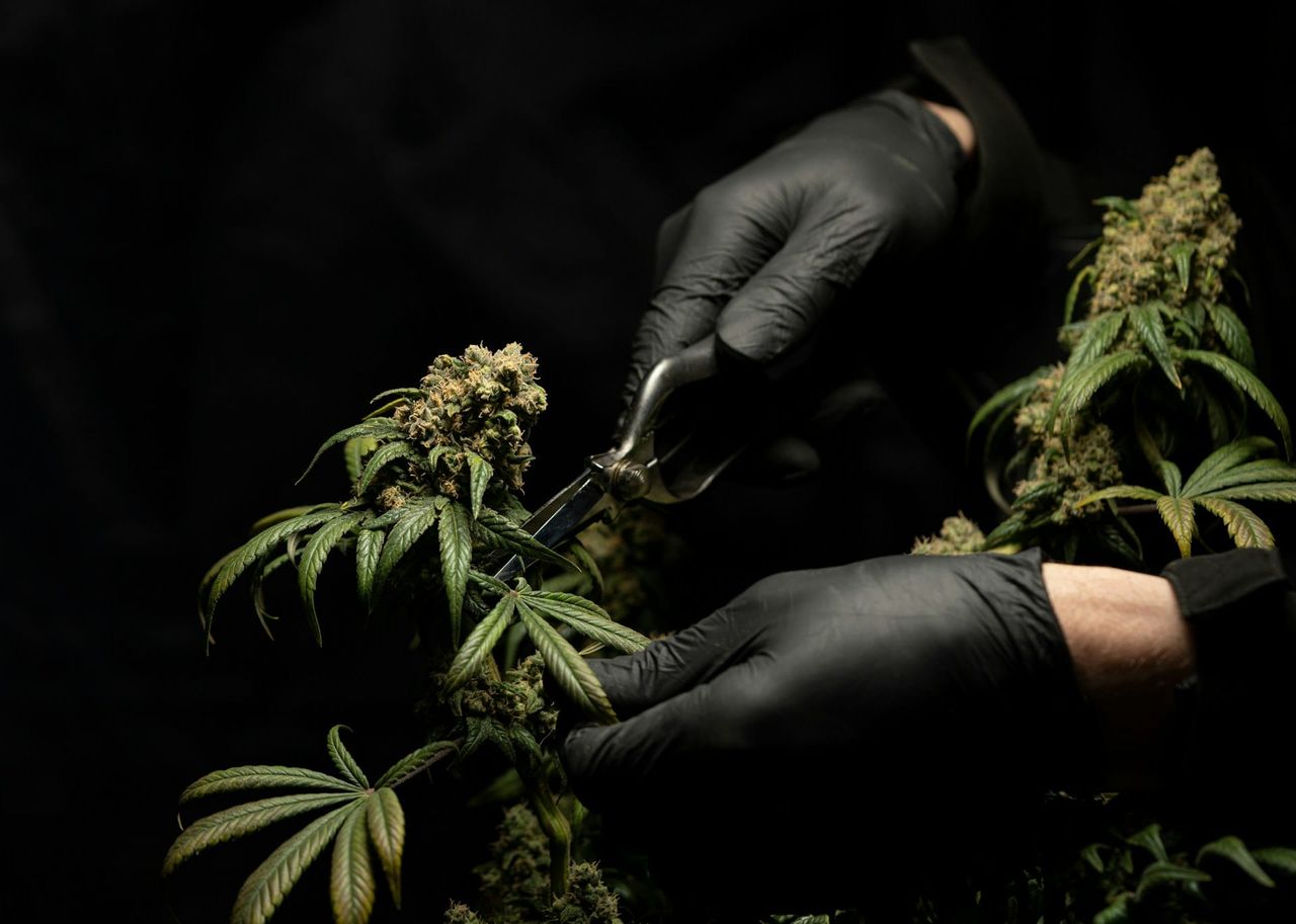 Are California's Cannabis Raids Starting to Work?