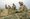 On Memorial Day 2013, Military Suicides Continue to Rise