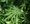 Measure N: Taxing Recreational Marijuana