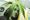 Rep. Tulsi Gabbard Stands up for States' Rights on Pot