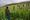 U.S. Presence in Afghanistan Led to Increase in Country's Opium Supply