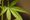 In Michigan, Lansing Mayor Endorses Marijuana Legalization Initiative
