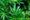 Why the War on Cannabis Refuses to Die: How Boomers and the Yippies Made Weed Political