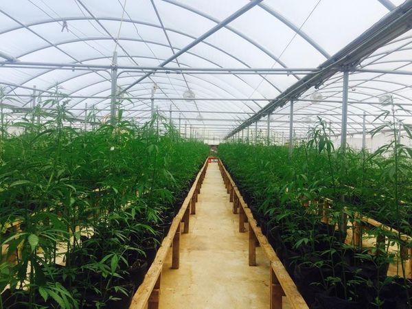 Federal Prohibition Prevents Billion-Dollar Industry from Helping Economy