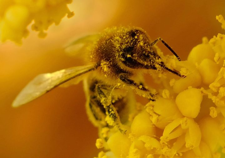 Closeup of a bee on a flower covered in pollen