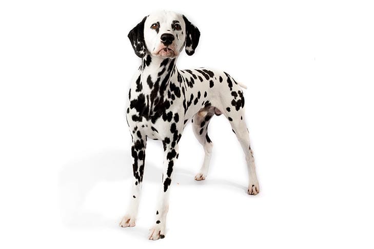 Image result for dalmatian