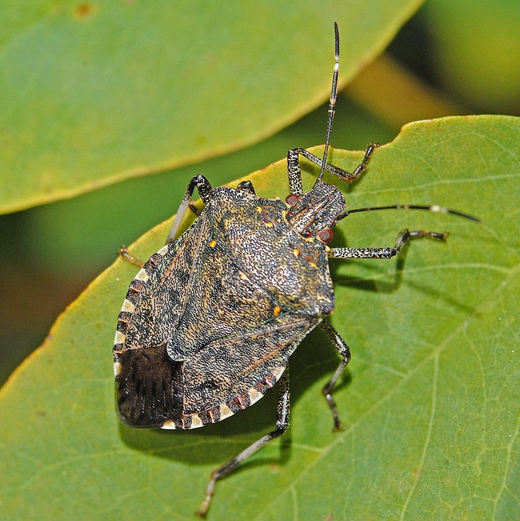 stinkbug