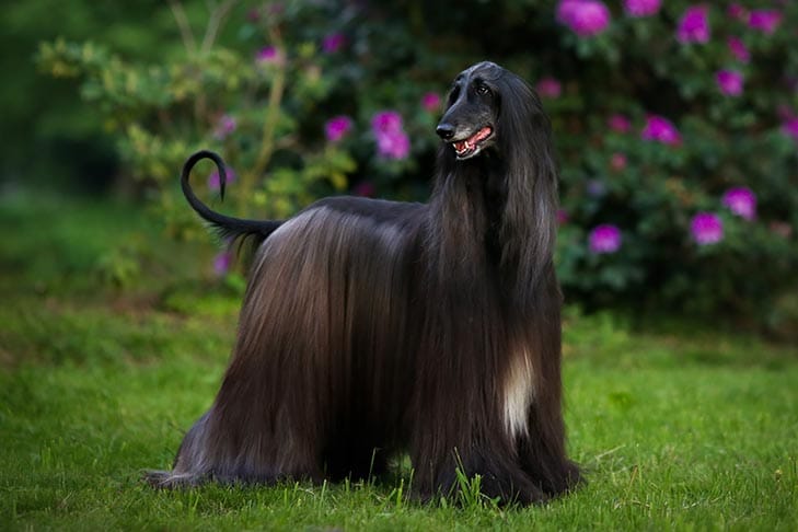 Image result for afghan hound akc