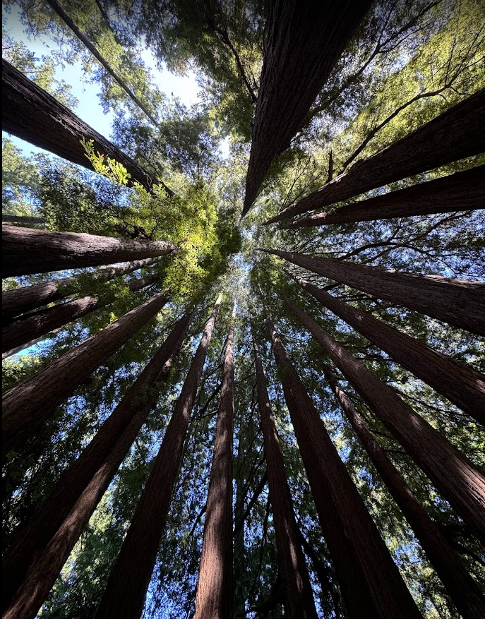 A magnificent vista up into the California Redwoods (I took this!)