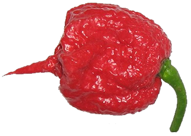 File:Carolina Reaper Pepper.png - Wikimedia Commons