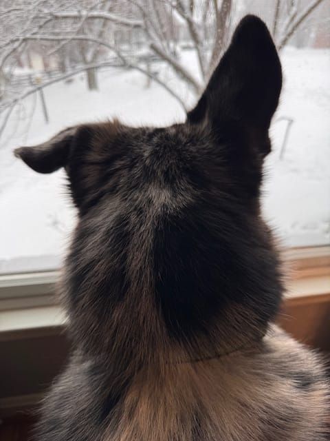 Snow Day Tips and Tricks