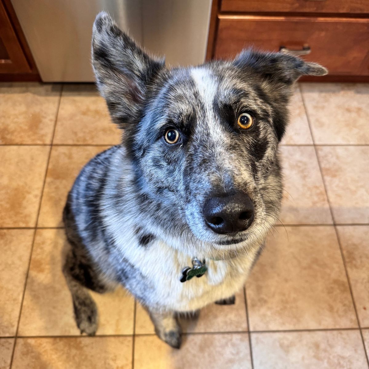 If you were to assemble a heist crew entirely out of dogs, what breeds would it consist of?