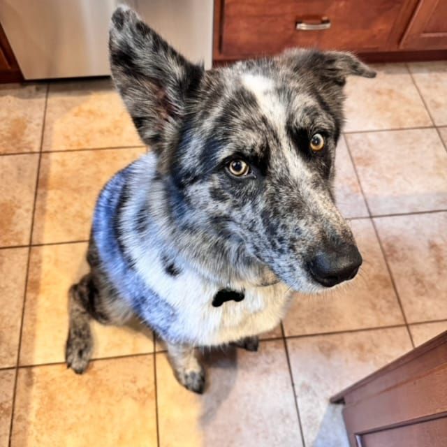 The Dog Watches Me Watch a Playoff Baseball Game