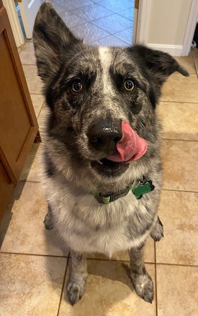 Some nights, dinnertime is like swimming upstream