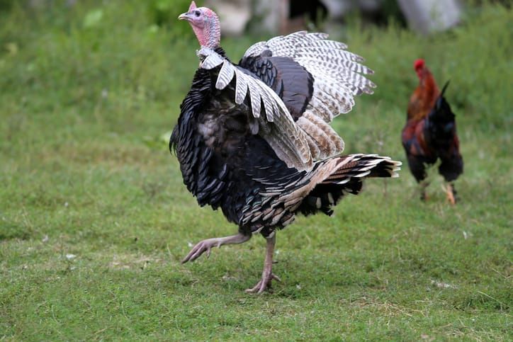 It's not too late to play your part at Thanksgiving